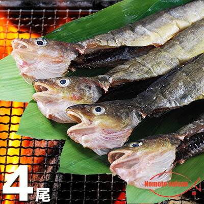 北海道産 丸干しこまい 一夜干し 1串（3尾〜5尾）