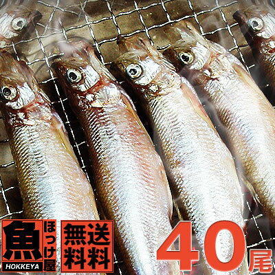 【送料無料】北海道 広尾産 ししゃも メス 大サイズ 40尾 10尾 4 化粧箱入 【本ししゃも】ギフト お歳暮 誕生日プレゼント 内祝い 贈り物 母の日 父の日