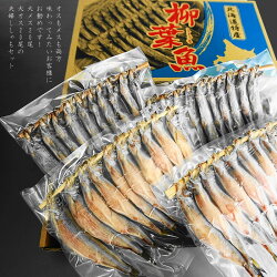 【送料無料】北海道(広尾産)ししゃも大メス20尾大オス20尾の夫婦ししゃもセット(化粧箱入)【本ししゃも】