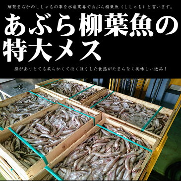 【あぶら柳葉魚】北海道（広尾産）解禁まぢかの ししゃもメス 特大サイズ 10尾 【本ししゃも】