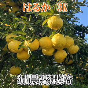 こだわり はるか 3kg★減農薬栽培 果物・野菜ソムリエ★が作る！激オシ　【送料無料】高級サンゴ使用！海水散布!ミネラルたっぷり!　美味しい ミカン　　九州 熊本県 みかん　熊本蜜柑　日向夏 ひゆうがなつ おいしいくて甘く糖度があります!