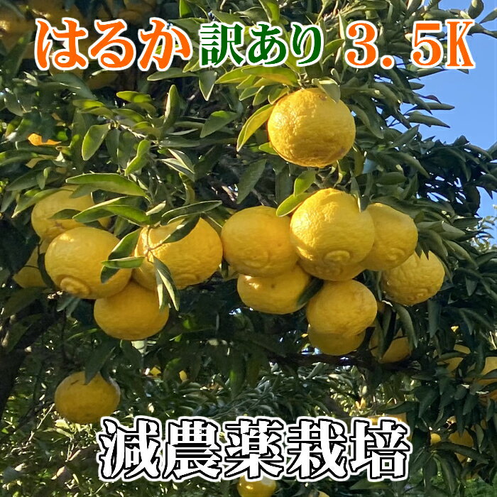 こだわり訳あり はるか 3.5kg★減農薬栽培 果物・野菜ソムリエ★が作る！激オシ　【送料無料】高級 ...