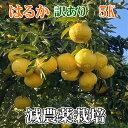 こだわり 訳あり はるか 5kg★減農薬栽培 果物・野菜ソムリエ★が作る！激オシ【送料無料】高級サン ...