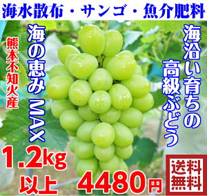 沿岸育ちのシャインマスカット種なし 1.2Kg(2-3房)【熊本産】減農薬栽培・果物ソムリエ★が作る！送料無料高級サンゴ、海水散布!ミネラルたっぷり!　美味しい 葡萄 九州 ぶどう　岡山・山梨・長野にも負けないぶどう