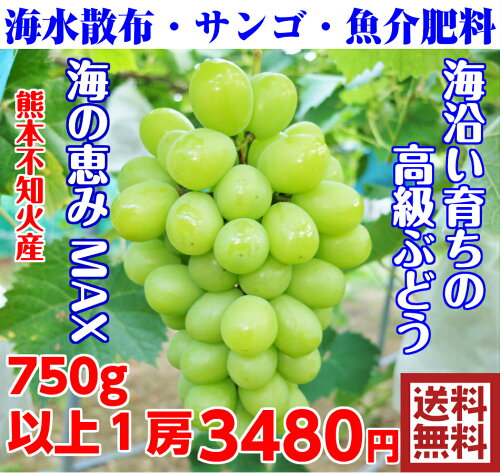 沿岸育ち樹上完熟種なしシャインマスカット 600g以上(1房)【熊本産】...