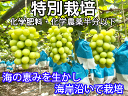 沿岸育ち樹上完熟種なしシャインマスカット約1Kg(2-3房)【熊本産】特別栽培(化学肥料・化学農薬半分以下)・果物ソムリエ★が作る!送料無料高級サンゴ、海水散布!ミネラルたっぷり! 美味しい 葡萄 九州 ぶどう 岡山・山梨・長野にも負けないぶどう