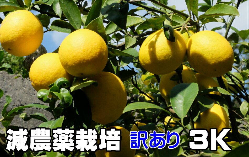 かおりレモン　減農薬栽培 訳あり　3kg★ 果物・野菜ソムリエ★が作る！激オシ　【送料無料】海水散布!ミネラルたっぷり! 美味しいレモン　　九州 熊本県 れもん　熊本檸檬　すっぱい香りがいい！