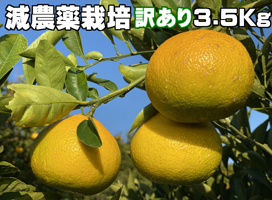 こだわり スイートスプリング訳あり3.5K減農薬栽培【熊本県産】★果物・野菜ソムリエが作る★減農薬栽培【送料無料】海水散布!高級サンゴミネラルたっぷり!美味しいミカン九州熊本県みかん熊本蜜柑晩柑八朔（ハッサク）と温州ミカン 　おいしいくて甘く糖度があります!