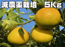 こだわりスイートスプリング5kg減農薬栽培★果物・野菜ソムリエが作る★減農薬栽培【送料無料】海水散布 ...