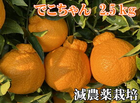 でこちゃん2.5K【減農薬栽培】元祖"デコポン"の発祥地 熊本不知火町産★ 果物・野菜ソムリエ★が作る！【送料無料】！海水散布!ミネラルたっぷりでこぽん!　美味しい ミカン みかん 九州 熊本産 蜜柑 デコポン おいしいくて甘く糖度!訳ありよりお得