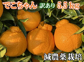 こだわりでこちゃん訳あり5kg【減農薬栽培】元祖"デコポン"の発祥地 熊本不知火町産 果物・野菜ソムリエ【送料無料】高級サンゴ使用！海水散布!ミネラルでこぽん!美味しい みかん ミカン 九州 熊本産 蜜柑 デコポン おいしいくて甘く糖度があります!