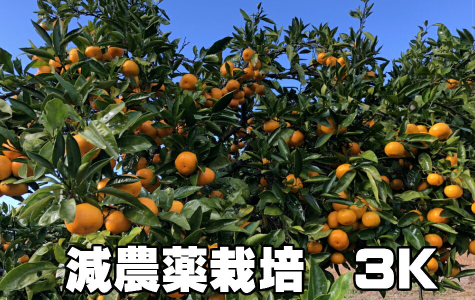 こだわり 汐風みかん 1.5kg 特別栽培(化学肥料・化学消毒半分以下) 減農薬栽培 果物・野菜ソムリエ★が作る 【送料無料】海水散布!高級サンゴ散布でミネラル...