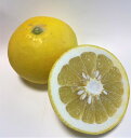 こだわり 訳ありパール柑5Kg 9-12玉【減農薬栽培】 熊本県天草の発祥地★ 果物・野菜ソムリエ★送料無料】高級サンゴ使用!海水散布!ミネラルたっぷり 文旦 ! 美味しい ミカン みかん 九州 熊本産 蜜柑 おいしい文旦です!
