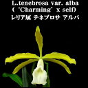 L.tenebrosa var.alba【‘Charming’x self】レリア属テネブロサ アルバxセルフ