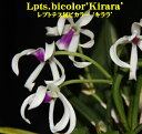 Lpts.bicolor 039 Kirara’レプトテス .ビカラー ‘キララ’