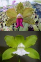 C.bicolor fma S/A PunctataXC.biclor alba カトレア、ビカラー セミアルバ プンクタータX ビカラー アルバ。