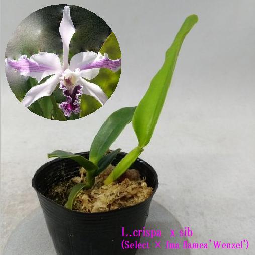 L.crispa fma flamea'Wenzel's Stripe' x selfレリア属.クリスパfmaフラメア’ウェンゼルス ストライプ’xセルフのサムネイル