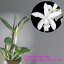 C.intermedia alba 'Breckenridge Snow'X self C.インターメディア’ブレッケンリドゲ スノー’ x セルフ