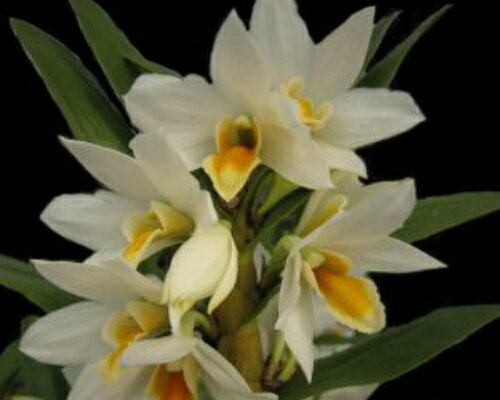 Den.Snow Lady　　Den.スノーレディーのサムネイル