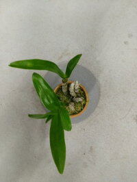 デンドロビュウム属ゴールデンアヤ