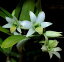 Den.scabrilingueデンドロビウム属スカブリリンゲ