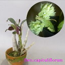 Den.capituliflorum デンドロビューム.カビツフローラム紫葉