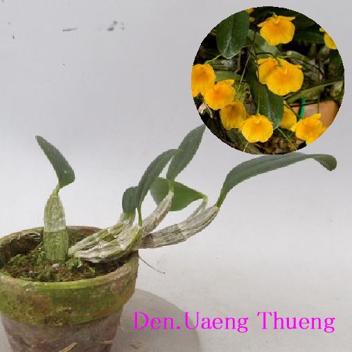 Den. Uaeng Thueng　　デンドロビューム. ウェン ツェン