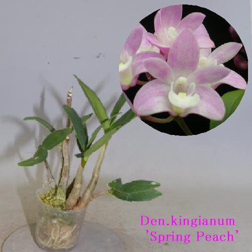 Den.kingianum 'Spring Peach' デンドロビウム属キンギアナム’スプリング ピーチ’