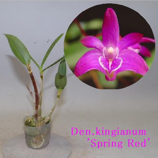 Den.kingianum 'Spring Red' デンドロビウム属キンギアナム’スプリング レッド’