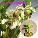 Den. atroviolaceum Den.アトロビオラセウム