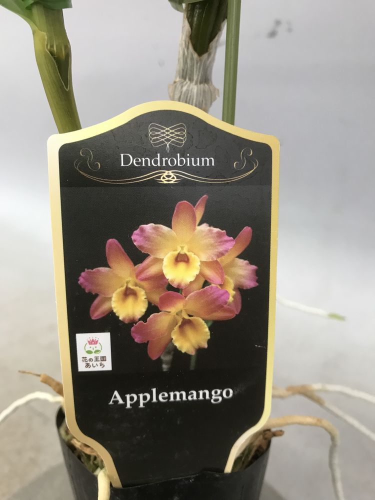 Den.Applemangoデンドロビューム属アップルマンゴー