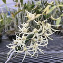 Den.grimesii デンドロビューム属グリメシー