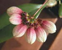Bulb.lepidum 'Lindi'バルボフィラム レピダム'リンディ゛'