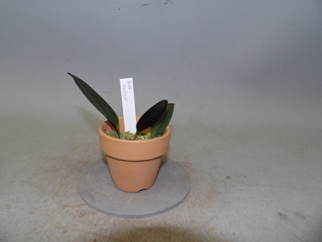 Bulb. tortumバルボフィラム属トータム 2