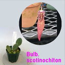 Bulb.scotinochitonバルボフィラム属.スコチノチトン