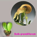 Bulb.grandiflorumバルボフィラム グランディフロラム