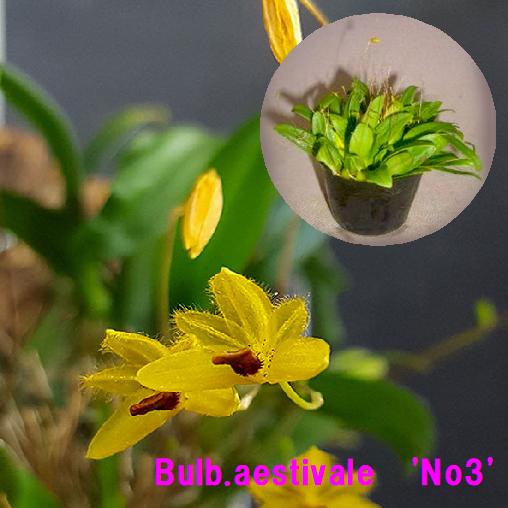 Bulb.aestivale　'No3'バルボフィラム アスチバレ’No.3’