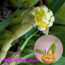 Bulb.bittnerianumバルボフィラム ビットネリアナム