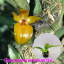 Bulb.membranifoliumfIke'iOG)o{tB ujtHEfCPf