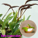 Bulb.scaberulumバルボフィラム スカベルラム