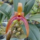 Bulb.Jersey'Yamaharu'BM/JOGA(OG)バルボフィラム属ジャージー’ヤマハル’