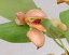 Pleurothallis. palliolata 'Elm'プレウロタリス パリオラタ ‘エルム’ 5000円以上購入で送料無料。