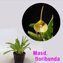 Masd. floribunda マスデバリア属フロリバンダ