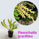 Pleurothallis gracillimavE^XOV}