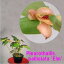 Pleurothallis. palliolata 'Elm'プレウロタリス パリオラタ ‘エルム’