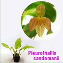 Pleurothallis sandemaniiプレウロタリス属サンデマニー