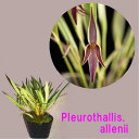 Pleurothallis. allenii@vE^X@Aj[