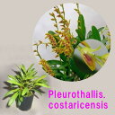 Pleurothallis.costaricensis プレウロタリス コスタリセンシス