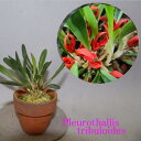 Pleurothallis.tribuloidesプレウロタリス属トリブロイデス