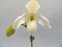 Paph.Deperle.パフィオペディルム属デパール